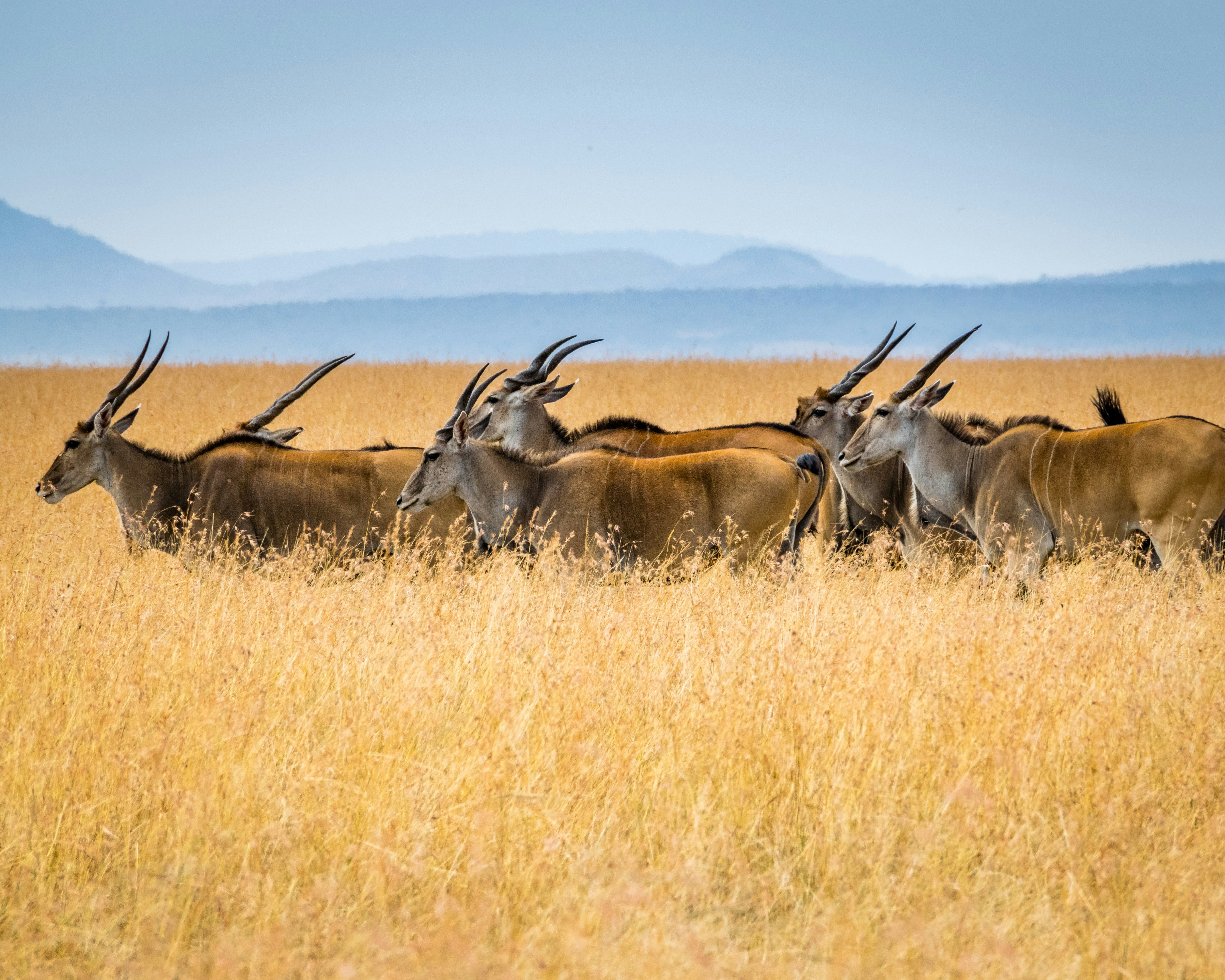 Travellers looking out over an African savannah at golden hour