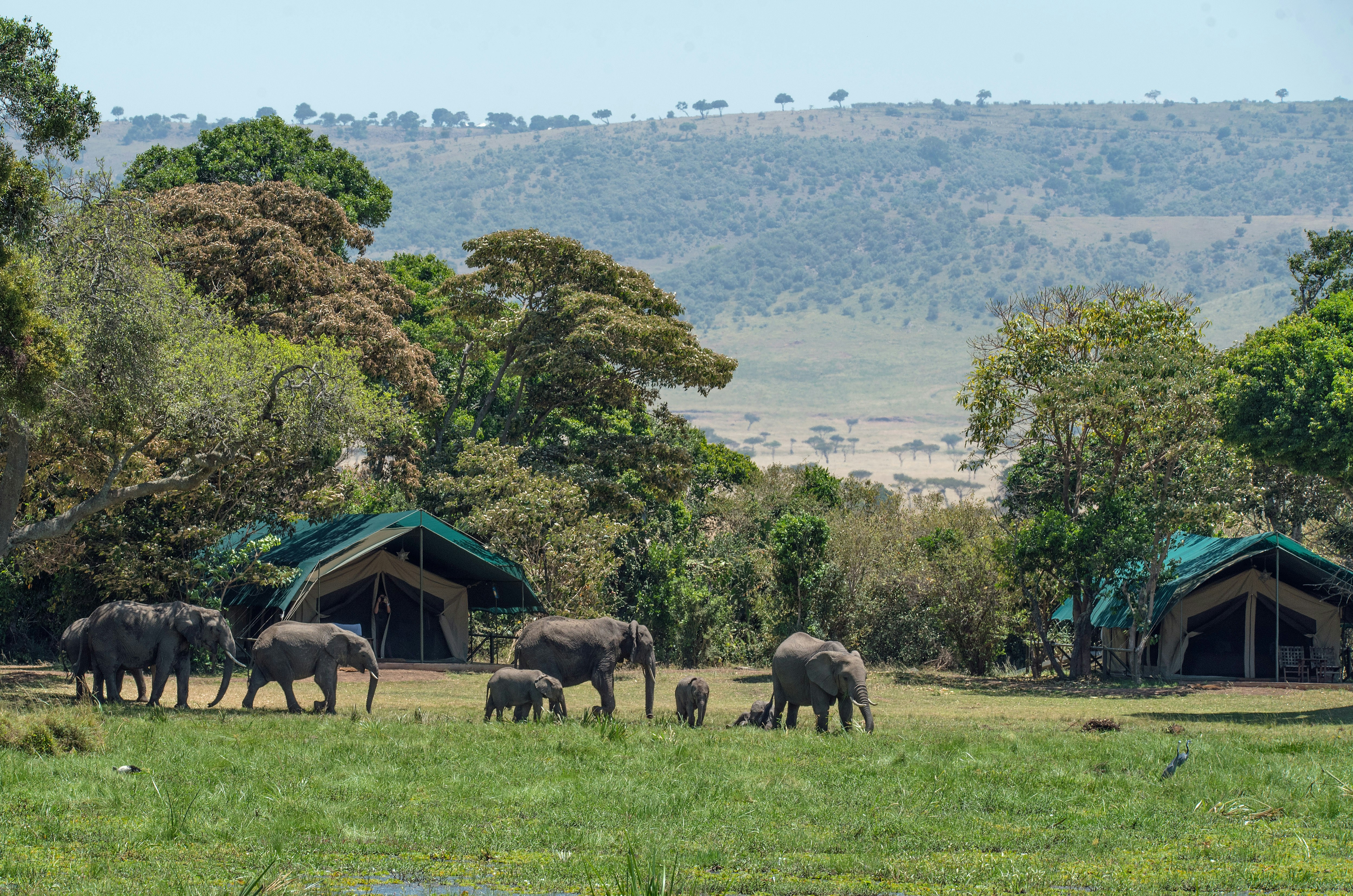 Luxury tented camp in a Masai Mara conservancy