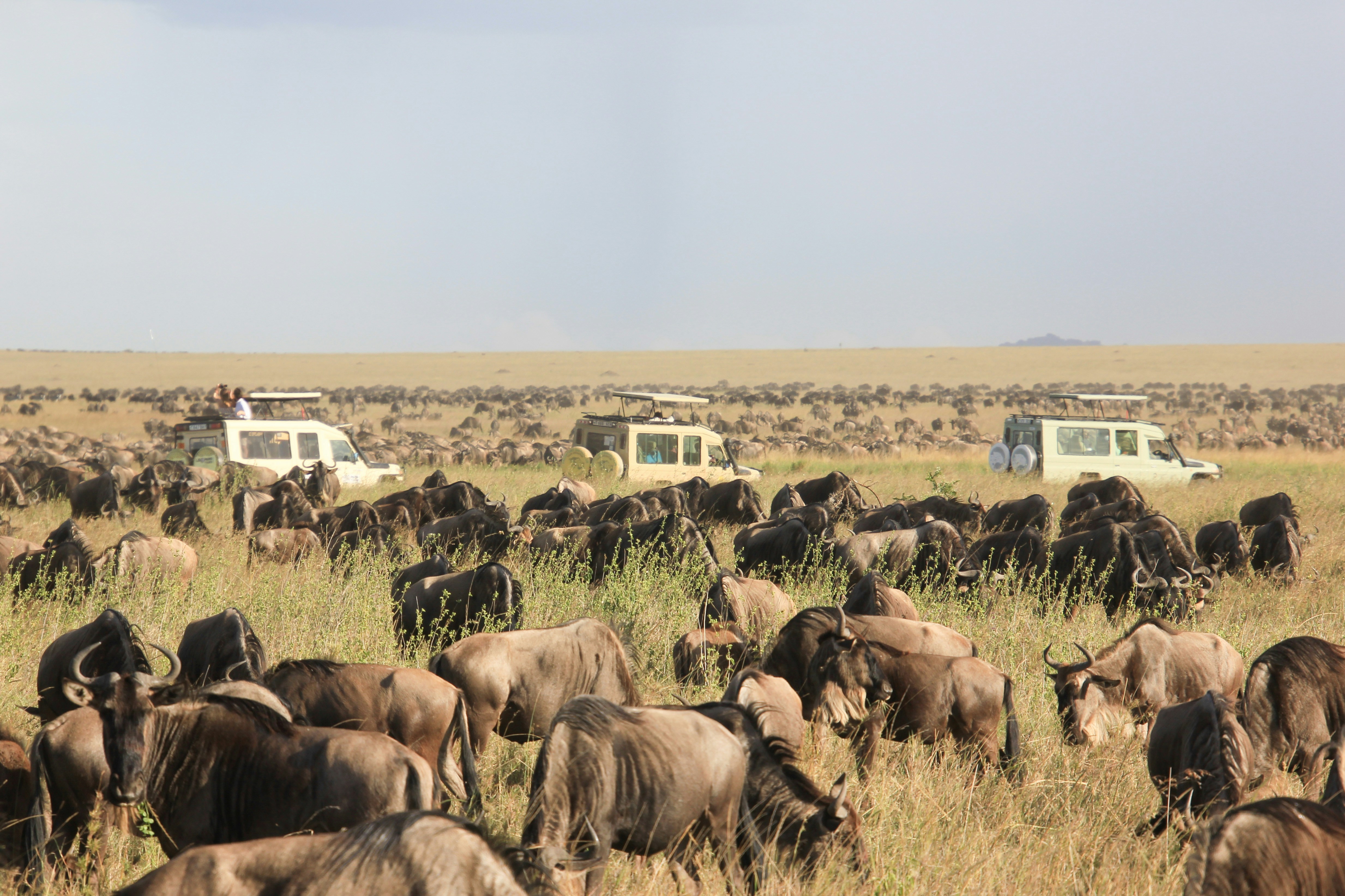 Safari guide pointing out wildlife on the Masai Mara plains