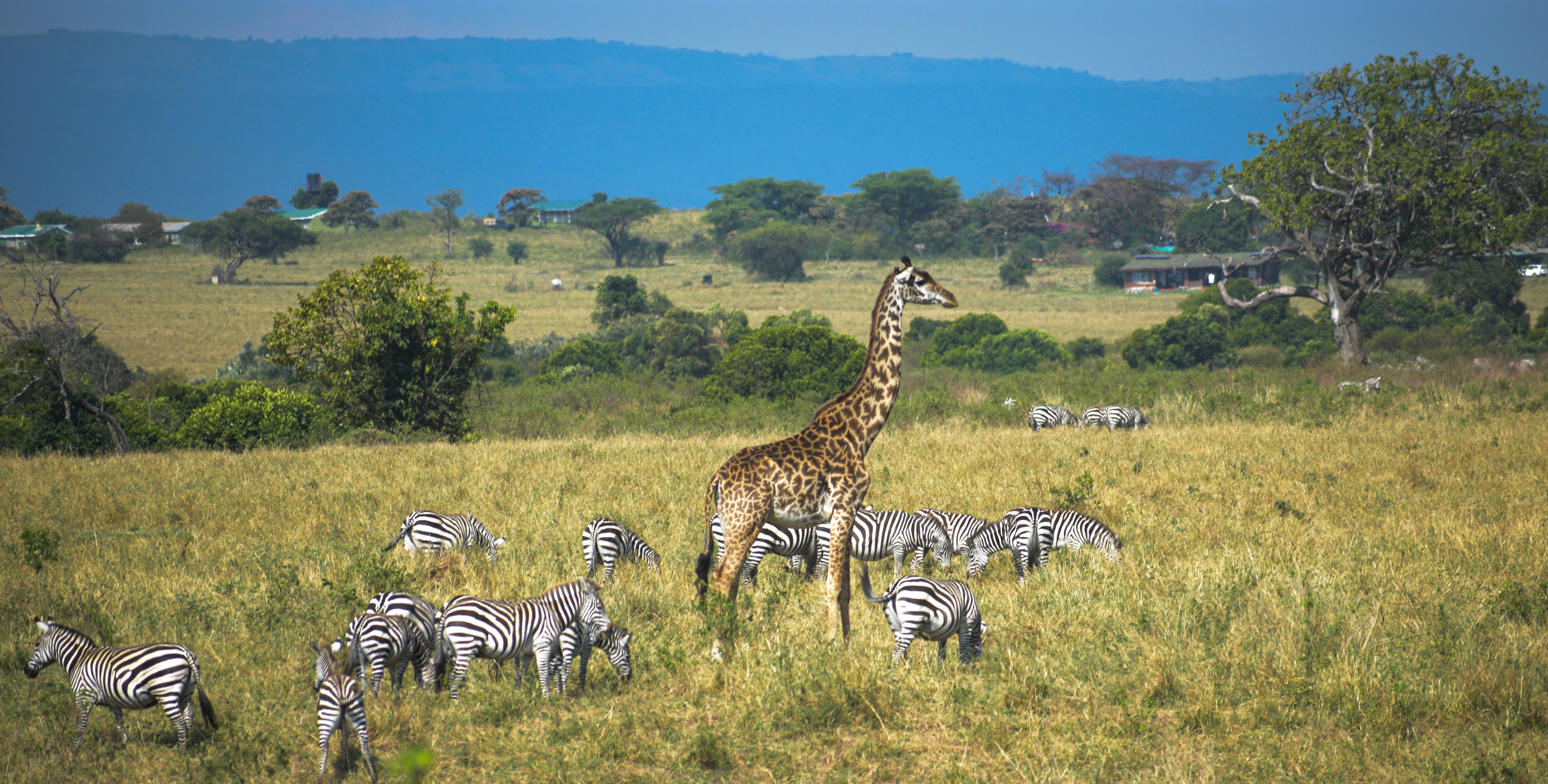 Giraffes walking across the Masai Mara savannah