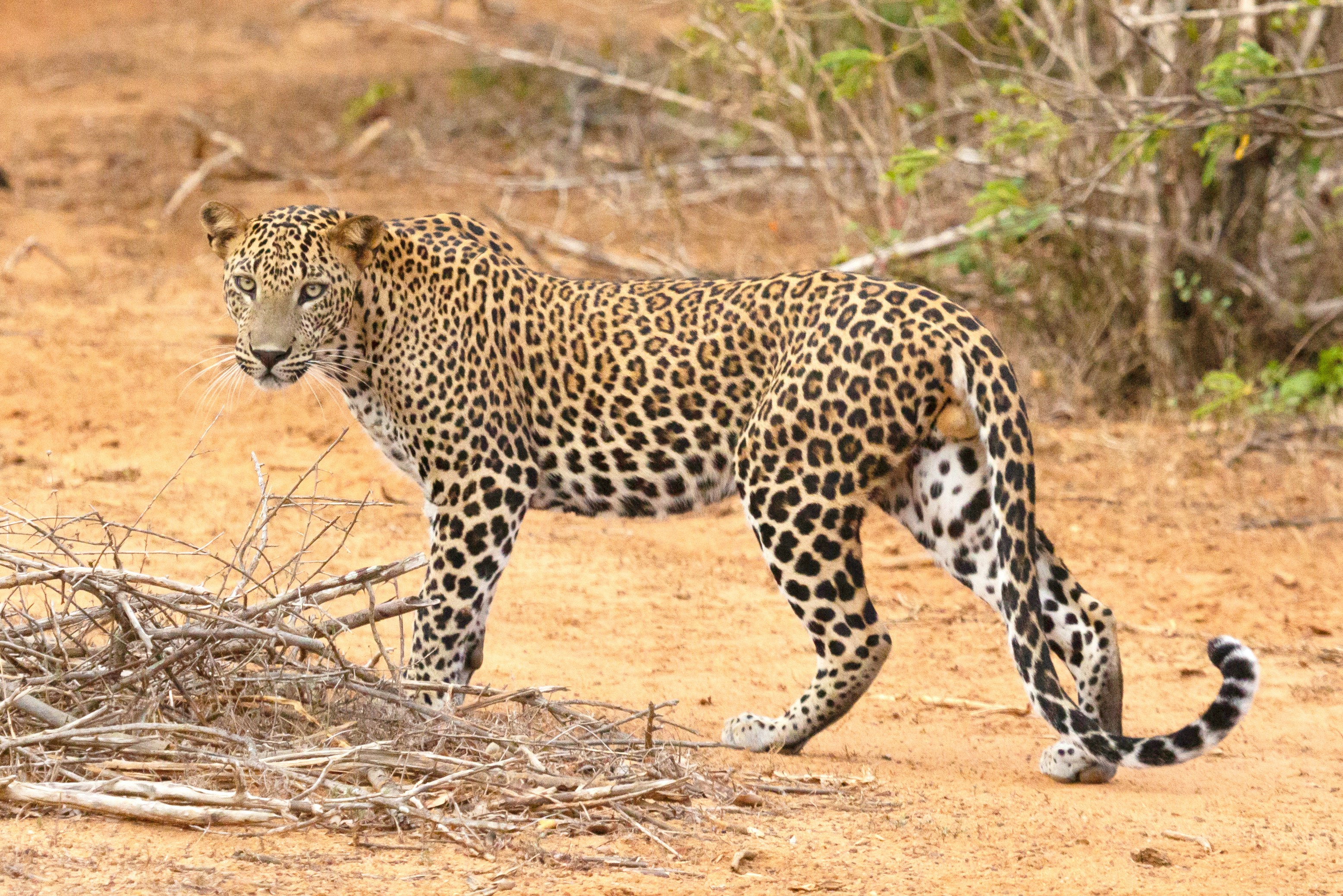 Leopard resting on a tree branch in the Mara North Conservancy